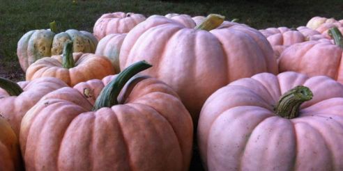 landscape-1476825643-e-and-j-stehenson-farms-pink-pumpkins-2012